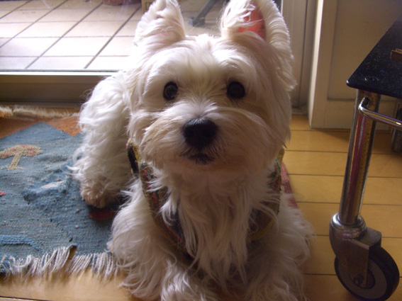 2012年もよろしくです。_b0107163_1352166.jpg