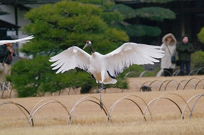 1月4日　【タンチョウ特集】_a0185880_1631362.jpg