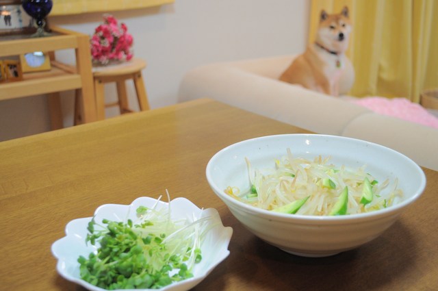ビンボーサラダ_a0126590_2132117.jpg