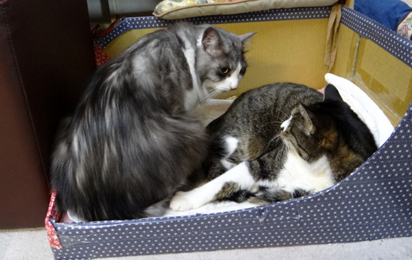 Ｈｕｕ＆チョビの、アケオメ・コトヨロ～♪_a0136293_17411587.jpg