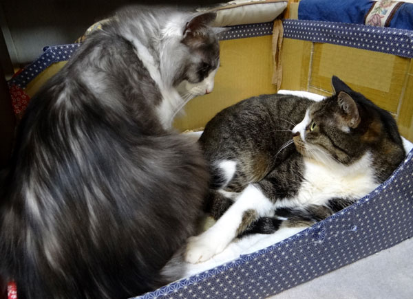 Ｈｕｕ＆チョビの、アケオメ・コトヨロ～♪_a0136293_17415617.jpg