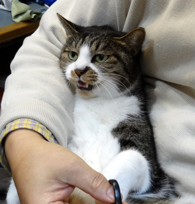 Ｈｕｕ＆チョビの、アケオメ・コトヨロ～♪_a0136293_18235326.jpg