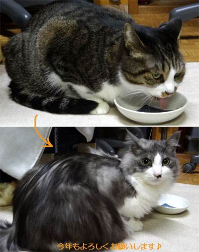 Ｈｕｕ＆チョビの、アケオメ・コトヨロ～♪_a0136293_18272792.jpg