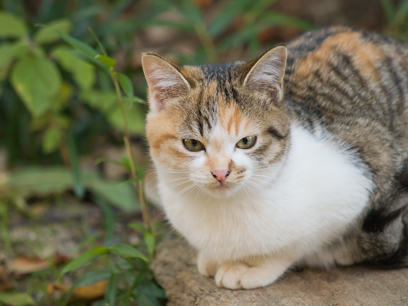 広島の猫#1088_c0191394_215113.jpg