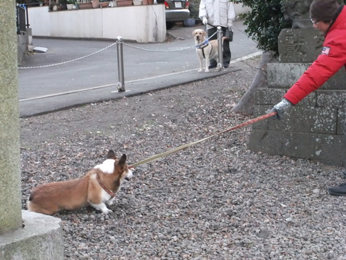 日本の　平和を祈る　初詣_f0101201_23352783.jpg