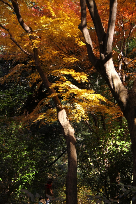 紅葉の道_d0248502_161158.jpg