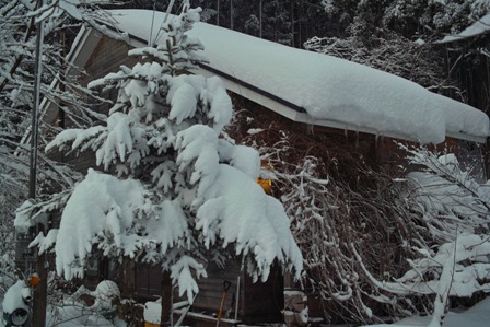 新雪29ｃｍ・現在・62ｃｍの積雪に・・・　　　朽木小川・気象台より_c0044819_733722.jpg