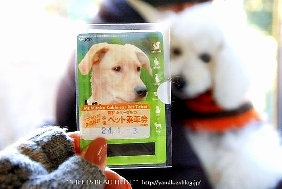 初詣2012_d0083623_1374515.jpg