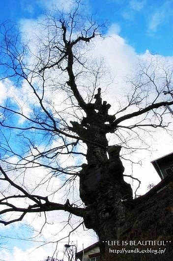 初詣2012_d0083623_140179.jpg