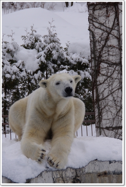 円山動物園　ホッキョクグマ　ララ　’１２．０１．０２　_f0218836_2340926.jpg