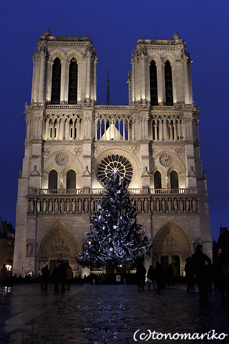 ノートルダム寺院のクリスマスツリー_c0024345_7223687.jpg