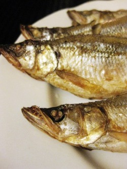 ロシア顔のシシャモ グンジ家の食卓 ロシア顔のシシャモ グンジ家の食卓