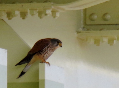 多摩川野鳥リサーチ_e0098079_21252986.jpg