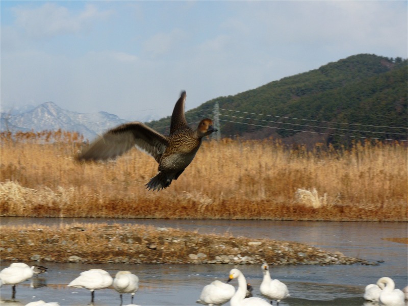 信州初詣　鳥の楽園！_e0202393_7245994.jpg