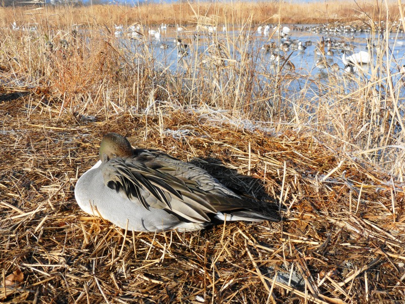 Northern Pintail_e0202393_7452489.jpg