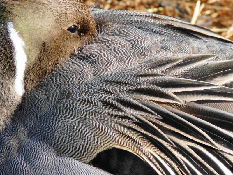 Northern Pintail_e0202393_7463537.jpg