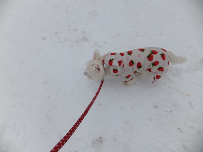クララと雪の散歩道_c0226202_168774.jpg