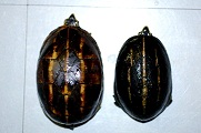e0254814_1954370.jpg