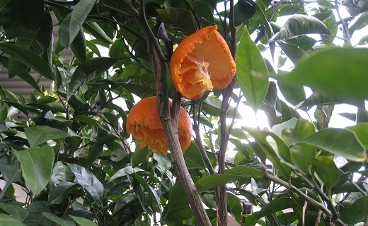 e0228147_12163376.jpg