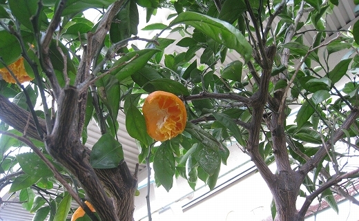 e0228147_12201487.jpg