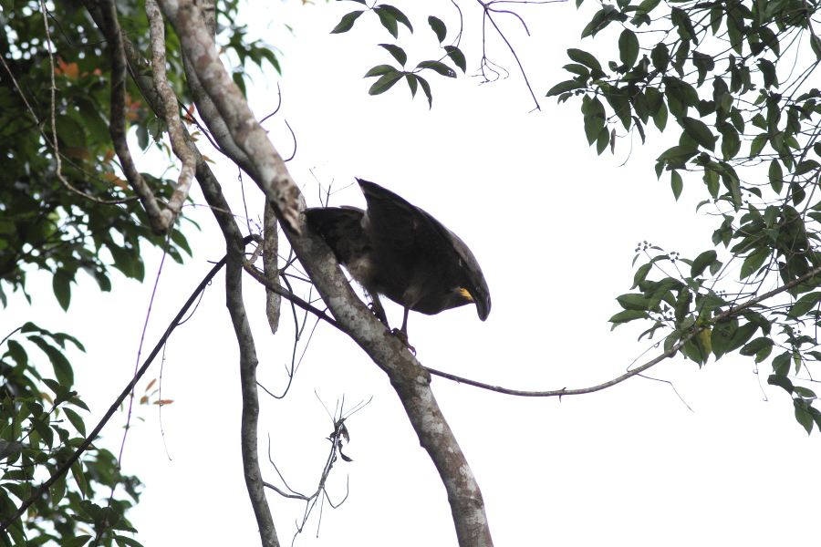 ミナミカンムリワシ　（2012年1月8日）_a0094850_15331966.jpg