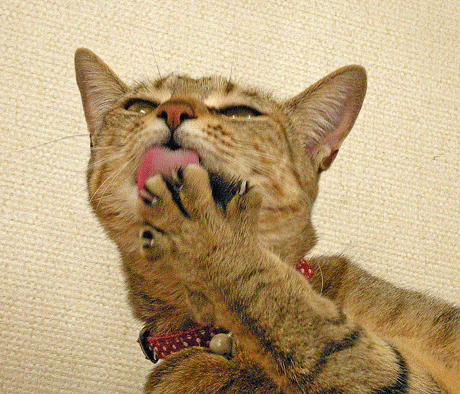 1月5日 ねこのパー_a0001354_10284999.gif