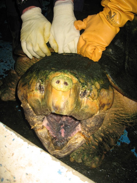 平川動物園の巨大ワニガメ ワニガメ生態研究所