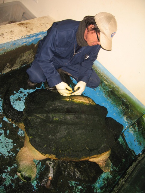 平川動物園の巨大ワニガメ ワニガメ生態研究所