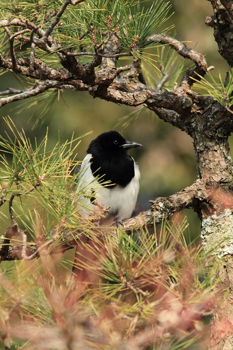 野鳥いろいろ_b0006274_21421456.jpg