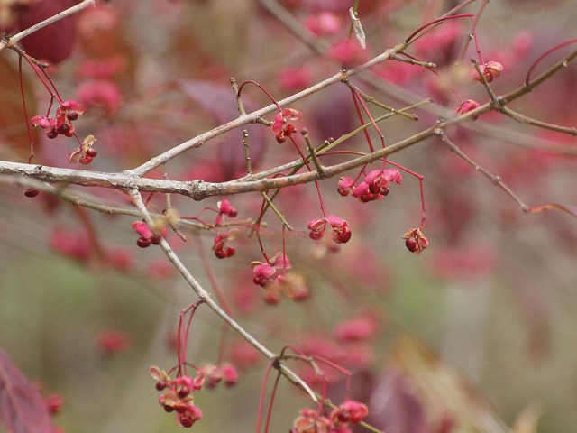 真弓（マユミ）の実・・・♪』 : 自然風の自然風だより