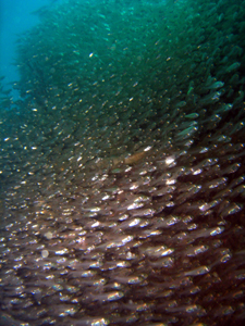 二日酔いを乗り越え、本日は魚酔い。_f0144385_14164743.jpg