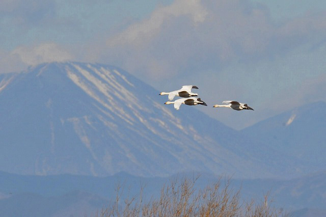 山をバックに飛ぶ白鳥さんは・・・_a0117893_17574294.jpg