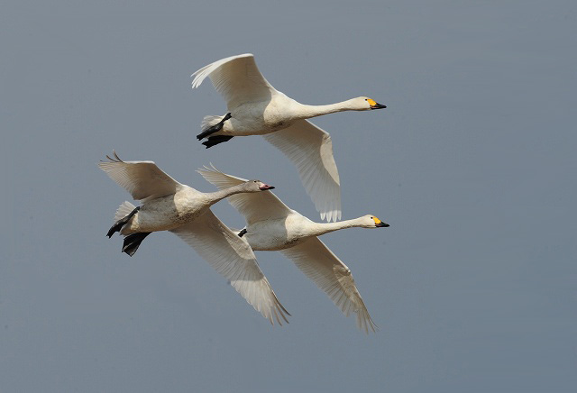 山をバックに飛ぶ白鳥さんは・・・_a0117893_22354742.jpg