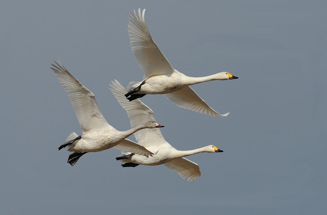 山をバックに飛ぶ白鳥さんは・・・_a0117893_2236288.jpg