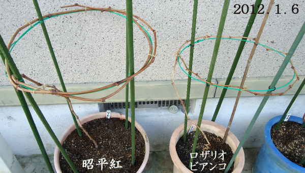 今年初年度の ぶどう挿し木鉢栽培7種 定位置は軒下に 趣味の 果樹 今年も ぶどう と 新たに 桜桃 に注力 今年初年度の ぶどう挿し木鉢栽培7種 定位置は軒下に 趣味の 果樹 今年も ぶどう と 新たに 桜桃 に注力