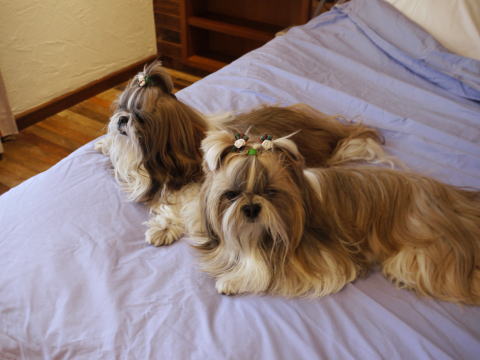 c0090198_3475152.jpg