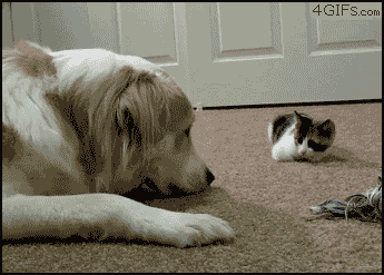 c0072801_2134860.gif