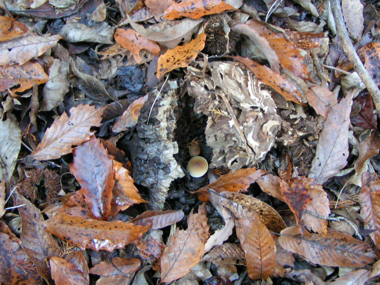 e0148909_22244316.jpg