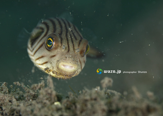 スジモヨウフグの子ども 屋久島の海で生きる者たち