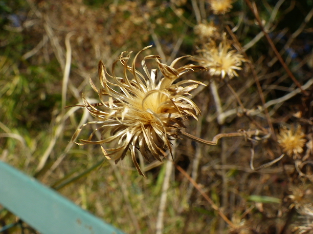 朝の空・六甲山登山口･野茨・櫨？・薊？・芙蓉・石蕗・黄色の水仙･夕日_a0037019_545628.jpg