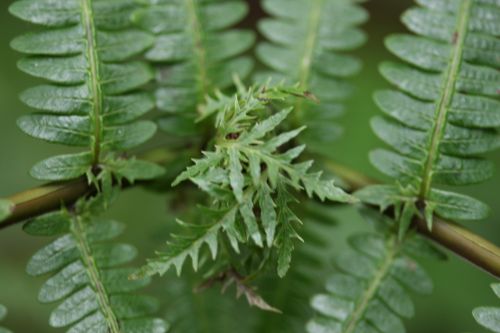 海辺の植物　　　ウラジロ_a0040021_12501995.jpg