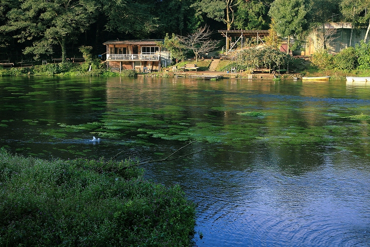 名水百選　柿田川公園より_d0170525_2335151.jpg