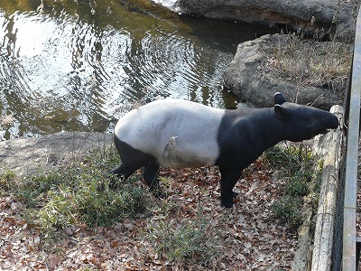 多摩動物公園２０１２新春・・・夢でも紙でもなく、草を食べる動物_b0166128_1717116.jpg