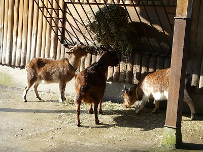 多摩動物公園２０１２新春・・・夢でも紙でもなく、草を食べる動物_b0166128_18595919.jpg