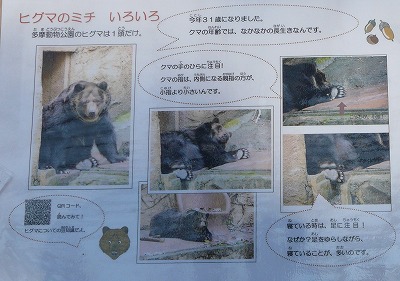 多摩動物公園２０１２新春・・・夢でも紙でもなく、草を食べる動物_b0166128_1924563.jpg