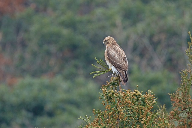 1/3　2012初鳥見　（1/6記）_a0080832_027461.jpg