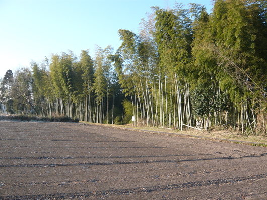 a0206332_8432918.jpg