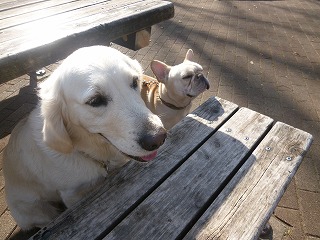 dog goods オーダーメイドのカラー&リード♪_a0165160_9315970.jpg