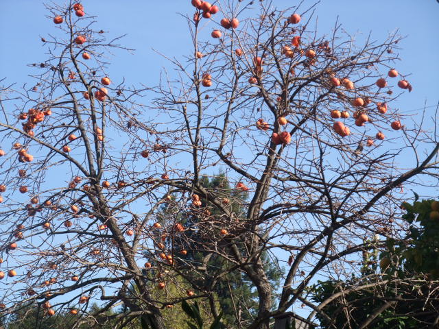 c0115366_1025425.jpg
