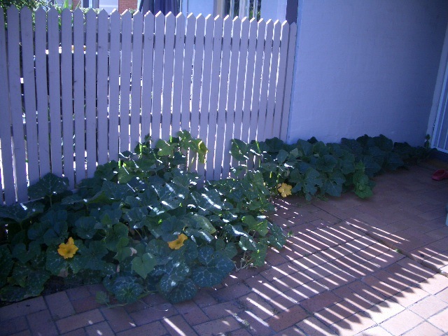 e0026873_2021892.jpg